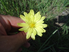 Pyrrhopappus grandiflorus