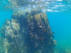 Microspathodon dorsalis