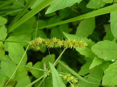 Carex vulpinoidea