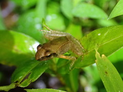 Rana longicrus