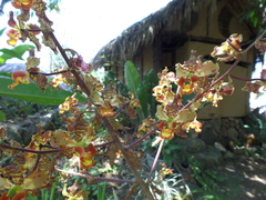 Cyrtopodium macrobulbon