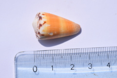Conus planorbis