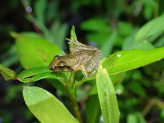 Rana longicrus