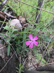 Silene caroliniana