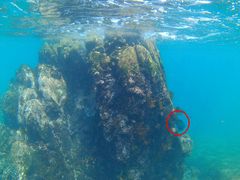 Microspathodon dorsalis