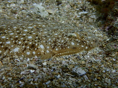 Synapturichthys kleinii