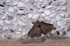 Hypersypnoides punctosa