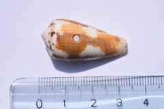 Conus magus
