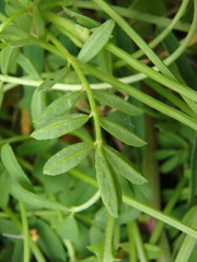 Hippocrepis comosa