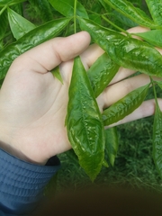 Fraxinus pennsylvanica