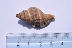 Monoplex pilearis