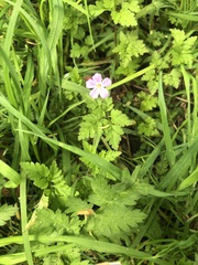 Geranium robertianum