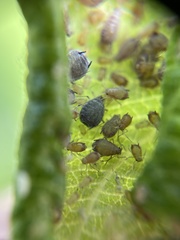 Dysaphis plantaginea