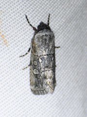 Sympistis sectiloides