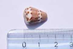 Conus capitaneus