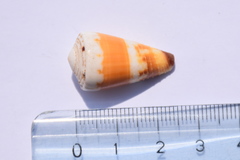Conus planorbis
