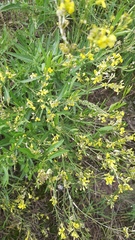 Sisymbrium volgense
