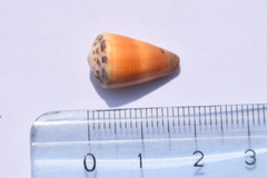 Conus planorbis