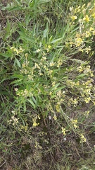 Sisymbrium volgense