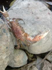 Pseudothelphusa dugesi