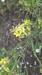 Sisymbrium volgense