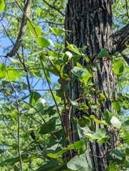 Colophospermum mopane