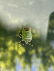 Palomena prasina