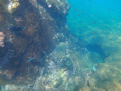 Thalassoma lucasanum