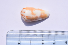Conus magus