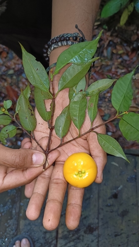 Garcinia cowa observed 2022-04-15