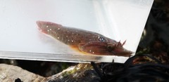 Lepadogaster purpurea