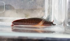 Lepadogaster purpurea