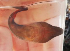 Lepadogaster purpurea