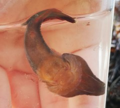 Lepadogaster purpurea
