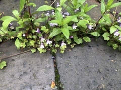 Cymbalaria muralis