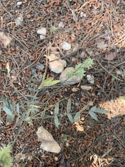 Onobrychis caput-galli