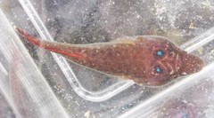 Lepadogaster purpurea