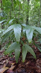Pinanga
