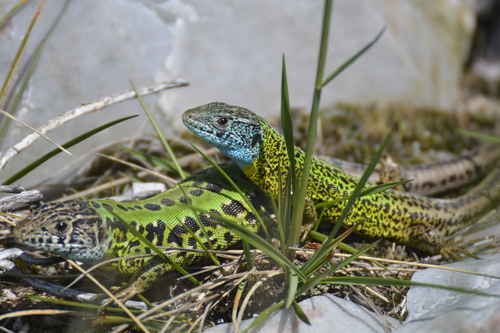 Iberian Emerald Lizard