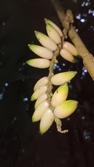 Pinanga