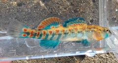 Etheostoma spectabile