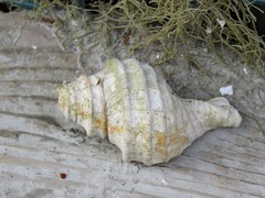 Neptunea decemcostata