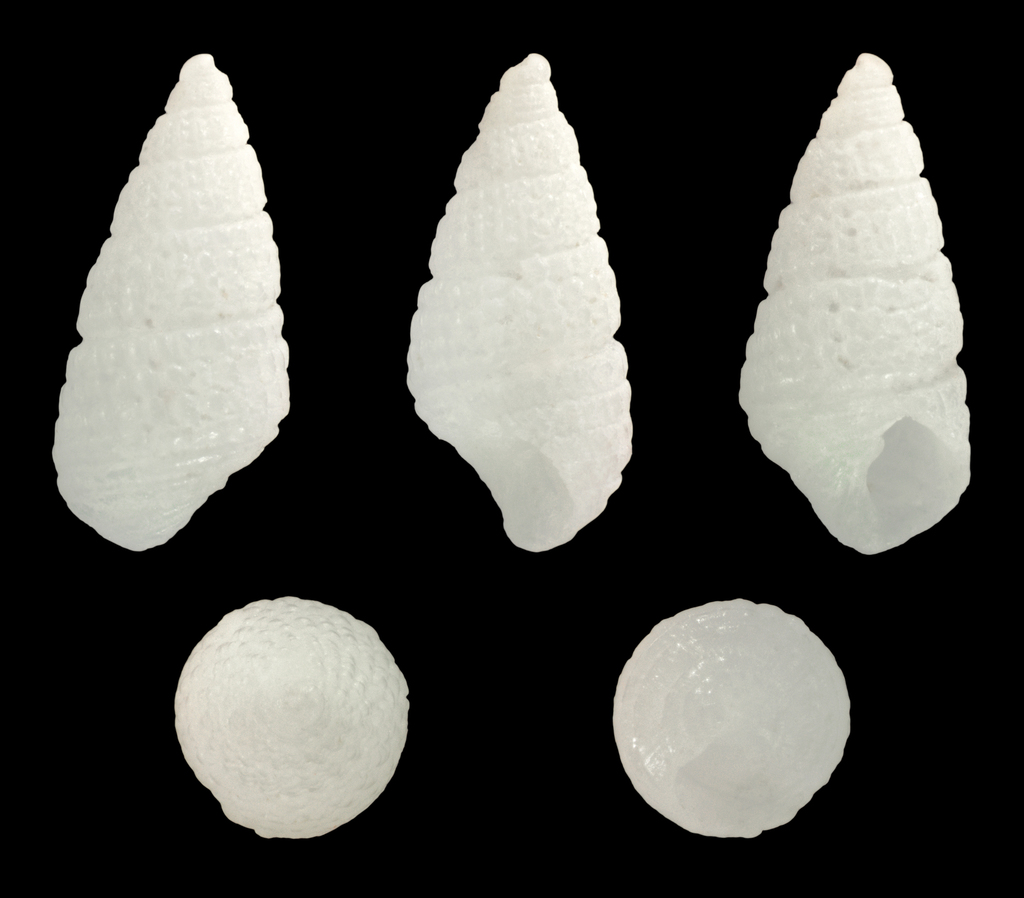 Niobe Odostome