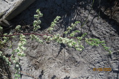 Asparagus rubricaulis