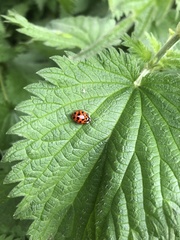 Harmonia axyridis