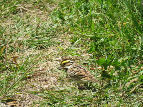 Yellow-browed Bunting, 대한민국 전라북도 군산시 옥도면, photo 5 of 10