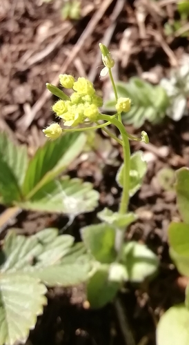 Woodland draba (Draba nemorosa)