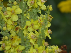 Verbascum speciosum