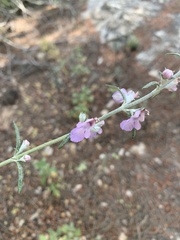 Teucrium creticum