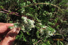 Asparagus rubricaulis